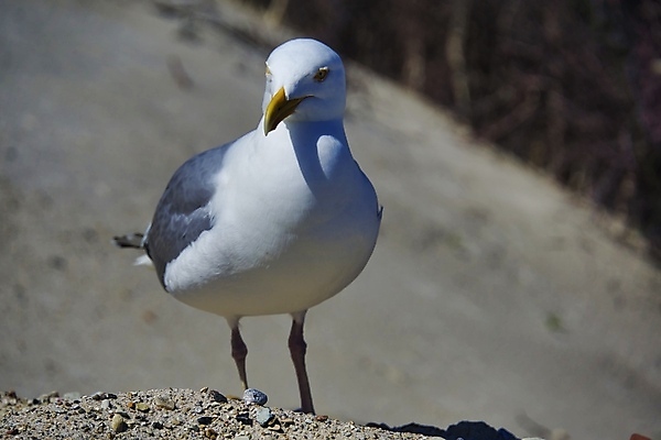 포토 JPG 해외이미지 동물 유럽 야생동물 바다 섬 날개 자연 갈매기 조류 하늘 휴가 해변 사람없음 야외 물 파란색 관광지 자유 흰색 작음 깃털 부리 북쪽 내추럴 동물상 무료 청어 해외포토 자연요소 나라 컬러 여행 컨셉 어류 조형물 크기 방향 생태계 파일형식 이미지허브