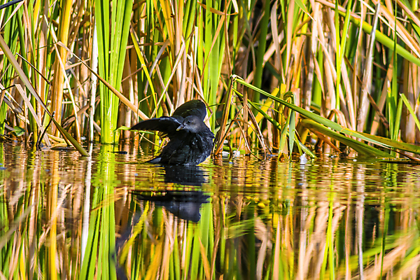 포토 JPG 해외이미지 나무 동물 공원 남자 야생동물 백그라운드 날개 오렌지 자연 조류 하늘 사람없음 야외 빨간색 초록색 파란색 컬러풀 햇빛 노란색 머리 환경 흰색 나뭇가지 숲 작음 깃털 부리 내추럴 고립 동물상 이국적 해외포토 식물 공공시설 컬러 과일 사람 신체부위 태양 조형물 크기 생태계 파일형식 이미지허브