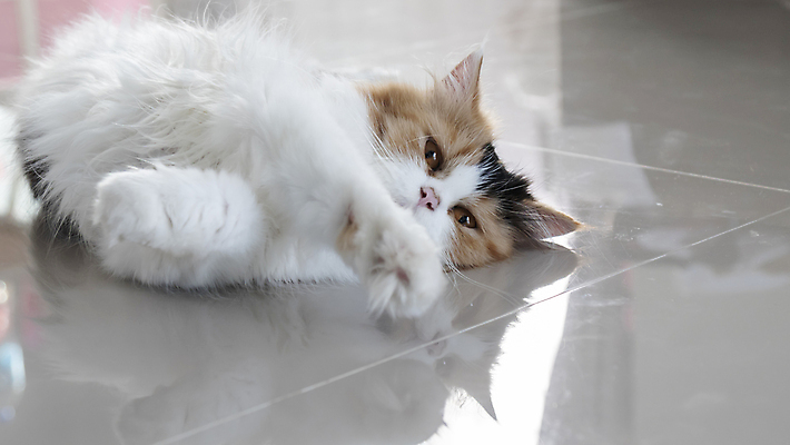 포토 JPG 해외이미지 동물 1 응시 얼굴 장난 포유류 휴식 수염 주택 털 실내 사람없음 반려동물 머리 귀여움 고양이 흰색 잠 모피 깃털 코 솜털 양모 기르기 유래 해외포토 시선 컬러 컨셉 내부 건물 신체부위 직물 돌봄 파일형식 이미지허브