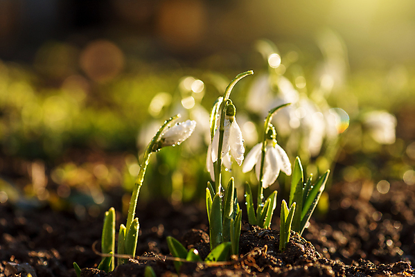 포토 JPG 해외이미지 식물 계절 공원 꽃 백그라운드 잎 꽃무늬 밭 자연 사람없음 야외 장식 초록색 여름 빛 컬러풀 햇빛 태양 정원 맑음 봄 추위 벚꽃 흰색 물방울 신선 개화 우아함 숲 질감 아로마 내추럴 스노드롭 헌병 해외포토 자연요소 공공시설 컬러 컨셉 무늬 농업 날씨 군인 생태계 파일형식 이미지허브