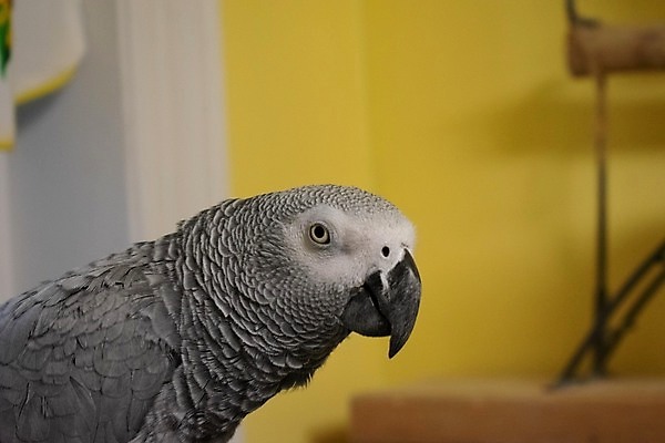 포토 JPG 해외이미지 동물 척추동물 응시 얼굴 야생동물 날개 가족 아프리카 조류 대화 그림자 서기 사람없음 옆모습 가로 반려동물 컬러풀 머리 검은색 가축 회색 흰색 표현 큼 깃털 호기심 꼬리 부리 앵무새 토막 웅장함 이국적 파라다이스 해외포토 시선 감정 나라 뷰포인트 컬러 컨셉 관계 모션 말하기 신체부위 크기 파일형식 이미지허브