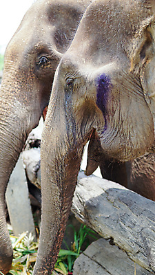 포토 JPG 해외이미지 동물 공원 아시아 야생동물 여행 포유류 태국 자연 코끼리 동물원 동양인 성인 사람없음 야외 환경 시골 아기 그룹 구출 보호 군중 울음 큼 사파리 대나무 눈물 호기심 귀 부드러움 멸종 내추럴 돌봄 보호구역 수유 해외포토 나무 공공시설 감정 나라 컨셉 모션 표정 사람 인종 신체부위 도움 감각 크기 생태계 구역 파일형식 이미지허브