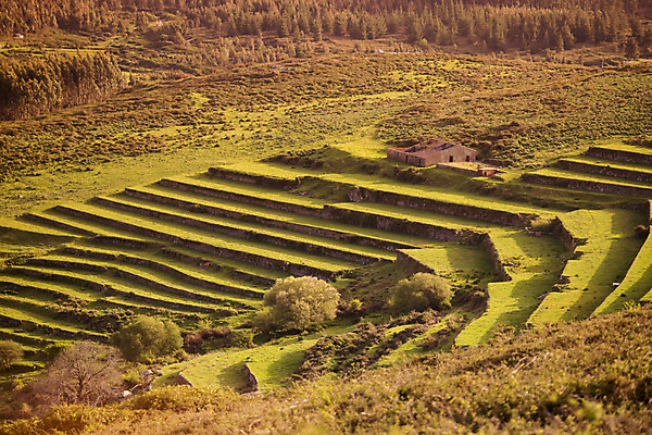 포토 JPG 해외이미지 유럽 밭 농업 자연 밥 풍경 사람없음 포르투갈 언덕 해외포토 나라 산업 음식 생태계 파일형식 이미지허브
