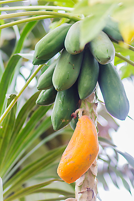 포토 JPG 해외이미지 나무 식물 음식 백그라운드 잎 농업 다이어트 오렌지 과일 자연 디저트 건강 사람없음 야외 초록색 여름 농장 노란색 정원 봄 성장 신선 달콤 맛 큼 과수원 다발 가득함 유기농 날것 내추럴 숙성 이국적 채식주의자 파파야 해외포토 웰빙 계절 산업 컬러 컨셉 크기 열대과일 생태계 채식 파일형식 이미지허브