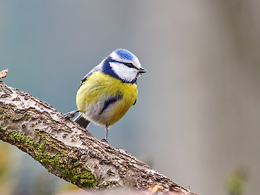 포토 JPG 해외이미지 나무 동물 꽃잎 유럽 야생동물 백그라운드 날개 자연 조류 휴식 생물 서기 앉기 사람없음 가로 파란색 컬러풀 노란색 봄 나뭇가지 관찰 비교 작음 먹이 깃털 싱글 부리 내추럴 동물상 수유 해외포토 식물 계절 꽃 나라 컬러 컨셉 모션 조형물 크기 생태계 파일형식 이미지허브