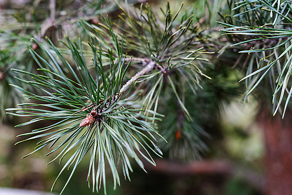 포토 JPG 해외이미지 나무 식물 계절 백그라운드 자연 하늘 휴가 사람없음 야외 장식 초록색 빛 일출 환경 봄 에너지 성장 나뭇가지 신선 소나무 숲 솔방울 상록수 침엽수 내추럴 향나무 가문비나무 해외포토 컬러 노을 생태계 파일형식 이미지허브