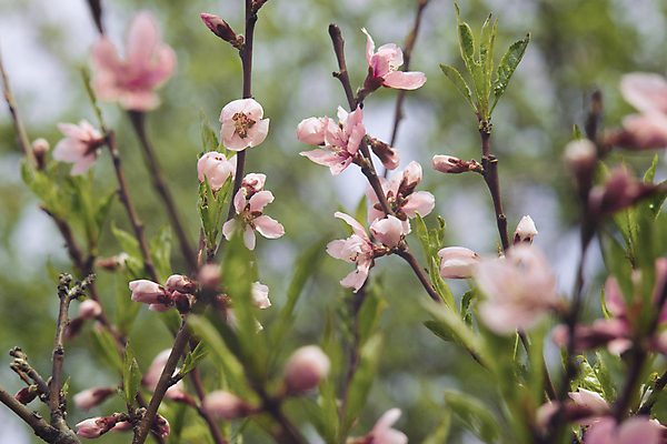 포토 JPG 해외이미지 나무 식물 계절 꽃잎 꽃 분홍색 잎 꽃무늬 자연 벽지 사람없음 야외 초록색 파란색 빛 컬러풀 갈색 환경 정원 침묵 봄 벚꽃 신선 개화 닫기 소프트포커스 필름 보케 향기 복숭아 부드러움 블러 해외포토 컬러 무늬 과일 모션 촬영기법 소리 감각 생태계 냄새 파일형식 이미지허브