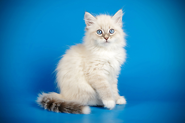 포토 JPG 해외이미지 한마리 사람없음 파란색 반려동물 고양이 네바마스커레이드 해외포토 동물 1 컬러 포유류 파일형식 이미지허브