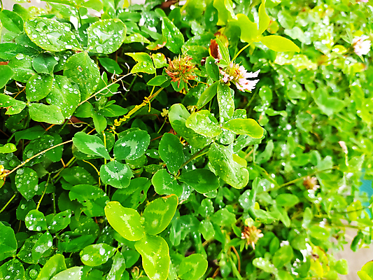 포토 JPG 해외이미지 식물 계절 꽃 백그라운드 꽃무늬 밭 자연 풍경 사람없음 야외 초록색 여름 빛 햇빛 정원 봄 들꽃 성장 벚꽃 흰색 신선 개화 클로버 질감 꿀 내추럴 카피스페이스 해외포토 컬러 무늬 농업 태양 공백 생태계 파일형식 이미지허브