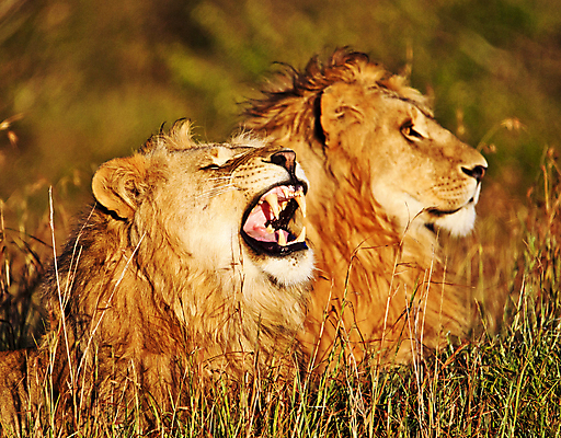 포토 JPG 해외이미지 주간 야생동물 두마리 입벌림 초원 사람없음 야외 아웃포커스 육식동물 숫사자 해외포토 자연요소 동물 2 촬영기법 표정 사자 수컷 파일형식 이미지허브
