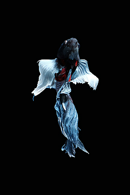 포토 JPG 해외이미지 동물 남자 얼굴 클리핑패스 포즈 백그라운드 이동 모션 벽지 어류 미술 사람없음 물 컬러풀 장미 우주 검은색 수영 회색 분노 흰색 의식 고급 우아함 깃털 싸움 귀 지느러미 모음 고립 공격적 이국적 해외포토 자연요소 꽃 감정 컬러 컨셉 문화예술 사람 한글 신체부위 수중동물 수상스포츠 파일형식 이미지허브