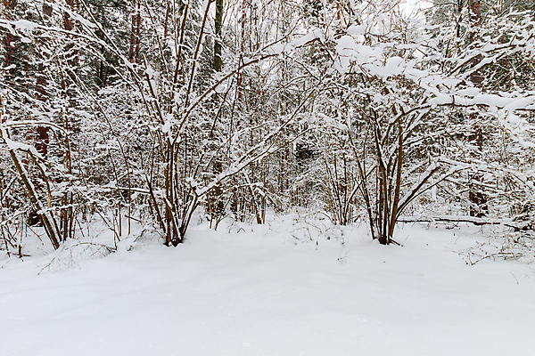 포토 JPG 해외이미지 나무 구름 계절 길 여행 백그라운드 잎 크리스마스 겨울 패턴 자연 하늘 휴가 파노라마 풍경 사람없음 야외 빛 냉동 얼음 추위 덮개 가을 흰색 신선 소나무 떨어짐 숲 12월 11월 서리 장면 1월 내추럴 2월 선로 해외포토 자연요소 식물 기념일 컬러 컨셉 무늬 촬영기법 뚜껑 날짜 생태계 파일형식 이미지허브
