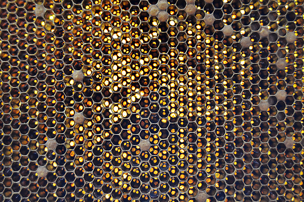 포토 JPG 해외이미지 음식 곤충 세포 건강 사탕 사람없음 약 노란색 흐름 머리빗 액체 황금 달콤 맛 떨어짐 꿀벌 날것 꽃가루 부드러움 육각형 꿀 고무 벌집 내추럴 밀랍 양봉 양봉장 어려움 왁스 폴리곤 정확 해외포토 도형 동물 컬러 컨셉 의학 디저트 미용용품 감각 벌_곤충 가루 파일형식 이미지허브