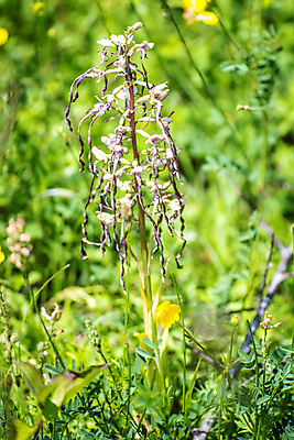 포토 JPG 해외이미지 식물 꽃 꽃무늬 자연 독일 사람없음 빨간색 환경 행운 난초 보호 습지 멸종 목차 해외포토 유럽 컬러 컨셉 무늬 생태계 파일형식 이미지허브