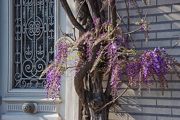 포토 JPG 해외이미지 꽃잎 꽃 잎 자연 사람없음 아웃포커스 봄 화창 해외포토 식물 계절 날씨 촬영기법 생태계 파일형식 이미지허브