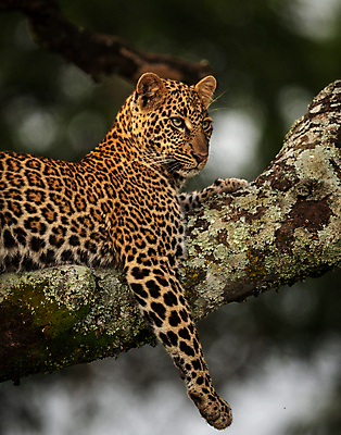 포토 JPG 해외이미지 주간 나무 한마리 야생동물 엎드리기 사람없음 야외 아웃포커스 눕기 육식동물 표범 해외포토 자연요소 식물 동물 1 포유류 모션 촬영기법 파일형식 이미지허브