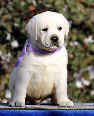 포토 JPG 해외이미지 응시 행복 어린이 놀이 탁자 사람없음 파란색 반려동물 노란색 귀여움 기쁨 개 리트리버 달콤 강아지 래브라도리트리버 위치 창백 기르기 유래 해외포토 동물 시선 감정 컬러 가구 컨셉 포유류 사람 맛 돌봄 파일형식 이미지허브