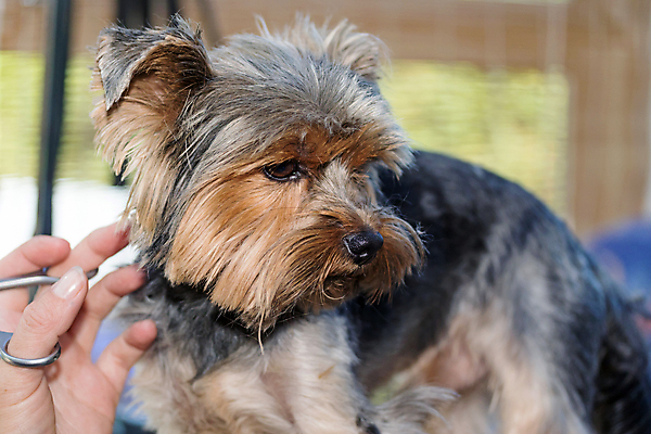포토 JPG 해외이미지 손 실내 들기 아웃포커스 신체부위 반려동물 잡기 개 자르기 요크셔테리어 돌봄 미용가위 애견미용 해외포토 동물 포유류 모션 가위_도구 촬영기법 사람 내부 뷰티 미용용품 테리어 파일형식 이미지허브