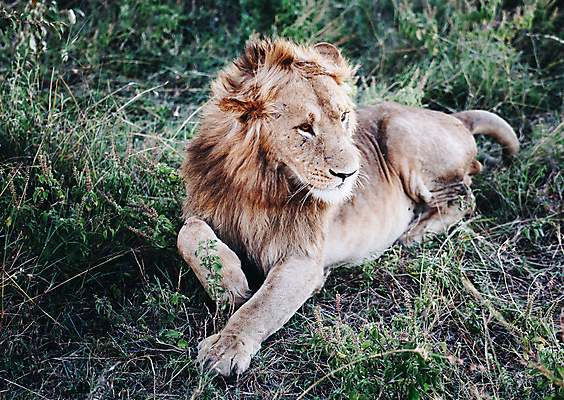 포토 JPG 해외이미지 주간 한마리 야생동물 엎드리기 사람없음 야외 육식동물 숫사자 해외포토 자연요소 동물 1 모션 사자 수컷 파일형식 이미지허브