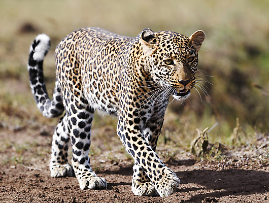 포토 JPG 해외이미지 주간 한마리 야생동물 그림자 사람없음 야외 아웃포커스 걷기 육식동물 표범 해외포토 자연요소 동물 1 포유류 모션 촬영기법 파일형식 이미지허브