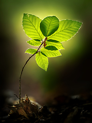 포토 JPG 해외이미지 나무 식물 계절 공원 유럽 백그라운드 단풍 낙엽 잎 자연 풍경 사람없음 야외 목재 빨간색 초록색 빛 컬러풀 갈색 환경 정원 침묵 봄 성장 가을 흰색 나뭇가지 신선 고독 숲 내추럴 고립 해외포토 공공시설 감정 나라 컬러 재료 소리 생태계 파일형식 이미지허브