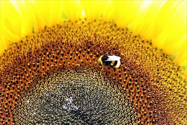 포토 JPG 해외이미지 식물 공원 꽃 곤충 자연 해바라기 사람없음 야외 파란색 노란색 정원 벚꽃 흰색 개화 닫기 원예 꽃가루 꿀 호박벌 해외포토 동물 공공시설 컬러 모션 취미 벌_곤충 가루 생태계 파일형식 이미지허브