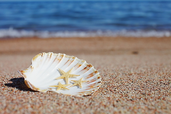 포토 JPG 해외이미지 주간 모래 불가사리 해변 사람없음 야외 조개껍데기 해외포토 자연요소 바다 조개 극피동물 파일형식 이미지허브