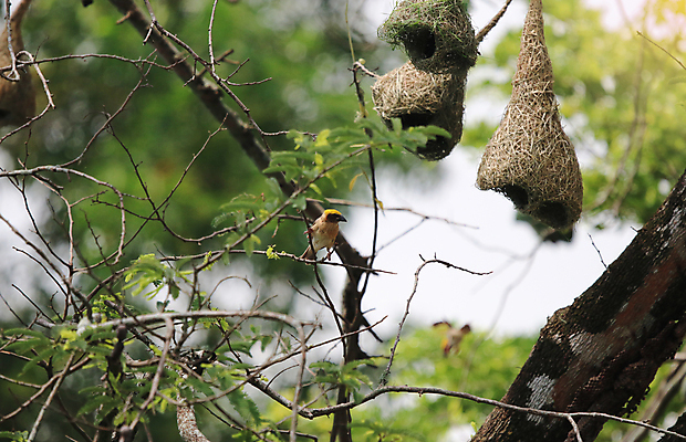 포토 JPG 해외이미지 동물 공원 여자 남자 아시아 야생동물 백그라운드 밭 오렌지 가족 태국 자연 조류 동양인 사람없음 야외 초록색 컬러풀 햇빛 갈색 노란색 머리 환경 검은색 자유 흰색 나뭇가지 황금 둥지 깃털 부리 생태학 해외포토 나무 공공시설 교육 나라 컬러 컨셉 농업 과일 관계 사람 인종 신체부위 태양 생태계 파일형식 이미지허브