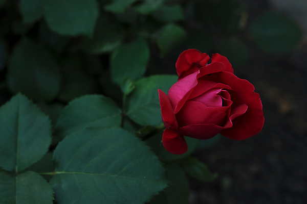 포토 JPG 해외이미지 식물 1 꽃 줄기 분홍색 잎 꽃무늬 자연 벽지 사람없음 빨간색 초록색 장미 우주 정원 보라색 검은색 어둠 벚꽃 신선 오픈 개화 우아함 싱글 원예 질감 복고 향기 열정 강렬 고립 깊이 해외포토 감정 컬러 컨셉 무늬 취미 생태계 냄새 파일형식 이미지허브