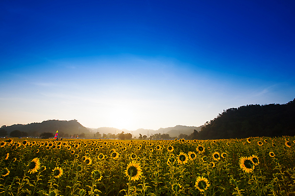 포토 JPG 해외이미지 식물 꽃 백그라운드 잎 겨울 꽃무늬 밭 농업 자연 하늘 휴가 휴식 해바라기 건조 사람없음 초록색 여름 파란색 태양 농장 노란색 맑음 어둠 봄 에너지 성장 벚꽃 시골 신선 개화 큼 시원함 내추럴 밭일 뿌연 오존 많음 해외포토 자연요소 계절 산업 컬러 컨셉 무늬 날씨 크기 생태계 파일형식 이미지허브