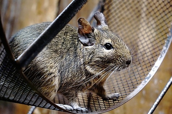 포토 JPG 해외이미지 응시 포유류 포옹 발 털 앉기 사람없음 반려동물 갈색 머리 바퀴 달콤 쥐 설치류 작음 모피 관목 구슬 코 귀 새장 솜털 칠레 해외포토 나무 동물 시선 컬러 안기 모션 신체부위 남아메리카 맛 크기 케이지 파일형식 이미지허브