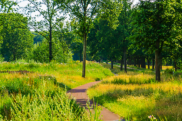 포토 JPG 해외이미지 나무 계절 공원 유럽 도로 길 여행 백그라운드 밭 자연 하늘 풍경 사람없음 야외 여름 파란색 걷기 자전거 시골 숲 땅 네덜란드 순환 장면 지역 사이클링 바이킹 방법 삼림지대 해외포토 식물 공공시설 나라 컬러 농업 교통시설 모션 바이크 육상스포츠 생태계 파일형식 이미지허브