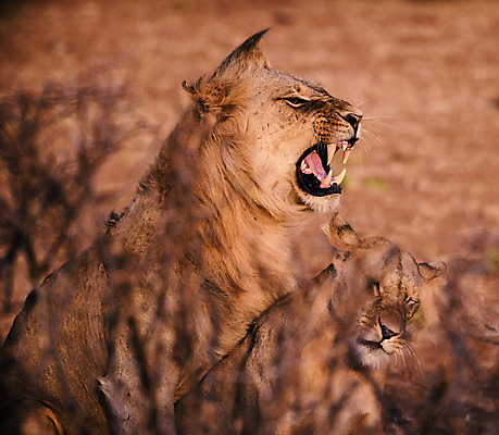 포토 JPG 해외이미지 주간 야생동물 두마리 사람없음 야외 소프트포커스 육식동물 숫사자 암사자 포효 해외포토 자연요소 동물 2 촬영기법 외침 사자 암컷 수컷 파일형식 이미지허브