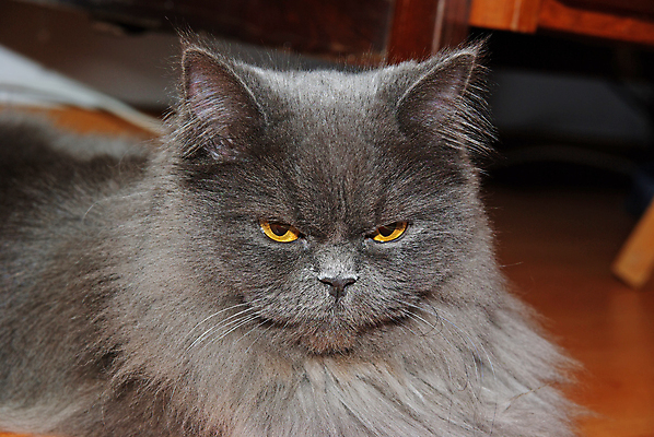 포토 JPG 해외이미지 동물 시선 백그라운드 포옹 털 미술 사람없음 파란색 노란색 머리카락 머리 디지털 검은색 고양이 할로윈 회색 코트 흰색 표현 닫기 눈동자 모피 호기심 흰배경 귀 조심 나쁜 그런지 기르기 주목 집게발 해외포토 감정 컬러 컨셉 포유류 안기 모션 문화예술 신체부위 반려동물 외투 눈_신체부위 돌봄 파일형식 이미지허브