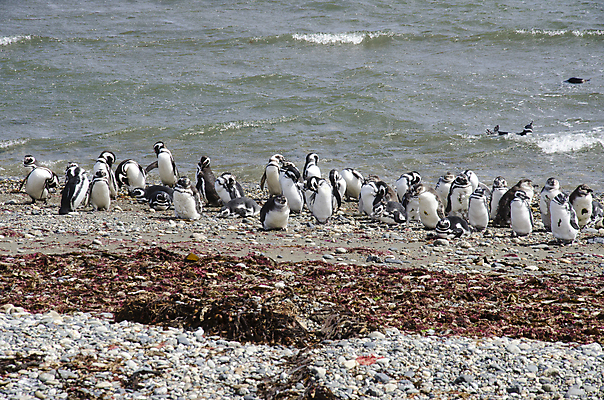포토 JPG 해외이미지 동물 커플 공원 야생동물 파도 바다 섬 여행 자연 조류 풍경 사람없음 야외 물 여름 미국 조약돌 바위 흰색 그룹 둥지 크루즈 남극 펭귄 부리 태평양 칠레 남쪽 내추럴 동물상 식민지 전국 해외포토 자연요소 계절 공공시설 컬러 북아메리카 배_교통 관계 조형물 돌_바위 남아메리카 극지방 방향 생태계 파일형식 이미지허브