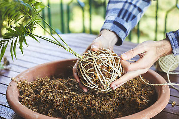 포토 JPG 해외이미지 식물 손 꽃 음식 백그라운드 잎 꽃무늬 농업 재료 공 자연 넥타이 건강 이끼 사람없음 장식 초록색 환경 정원 일본 흙 회색 수확 성장 신선 원형 유기농 원예 분재 내추럴 생태학 채식주의자 해외포토 도형 나무 웰빙 잡화 교육 산업 아시아 컬러 무늬 취미 신체부위 생태계 채식 파일형식 이미지허브