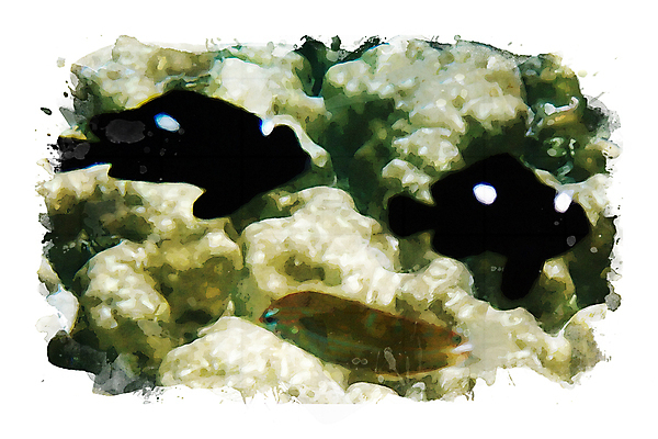 포토 JPG 해외이미지 동물 백그라운드 일러스트 붓터치 수채화 사람없음 물감 번짐 섞기 해외일러스트 미술도구 파일형식 효과 이미지허브