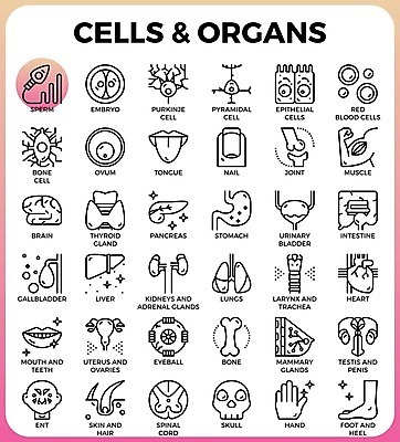 EPS 해외이미지 손 디자인 신체 일러스트 근육 뼈 해골 세포 건강 사람없음 세트 혈액 신장 손톱 혀 입술 뇌 관절 간 자궁 난자 방광 췌장 모공 정자각 해외일러스트 신체부위 입 장기_의학 비뇨기관 생식세포 파일형식 벡터 이미지허브