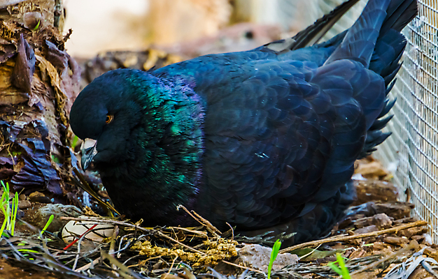 포토 JPG 해외이미지 계절 조류 종류 앉기 사람없음 건물 계란 검은색 회색 변화 둥지 왕 깃털 비둘기 광택 잡종 기르기 보유 이국적 해외포토 동물 건축물 컬러 컨셉 모션 알 돌봄 파일형식 이미지허브