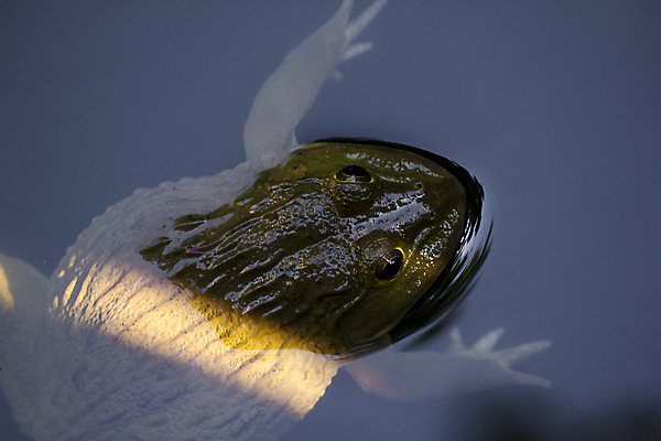 포토 JPG 해외이미지 식물 동물 한마리 여자 호수 야생동물 잎 캐나다 북아메리카 파충류 자연 휴식 개구리 양서류 앉기 사람없음 야외 아웃포커스 가로 초록색 물 파란색 강 컬러풀 반사 갈색 수중 미국 봄 연못 개울 습지 생태계 인도네시아 두꺼비 침몰 해외포토 자연요소 1 계절 아시아 컬러 컨셉 모션 촬영기법 아메리카 사람 파일형식 이미지허브