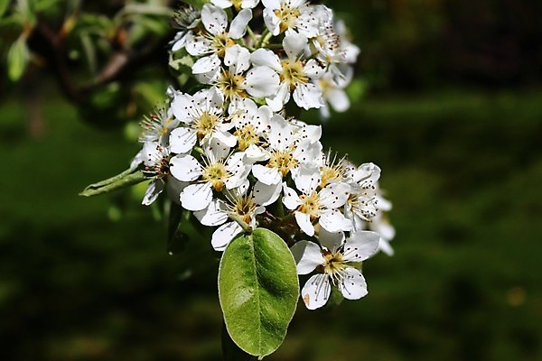 포토 JPG 해외이미지 나무 식물 계절 꽃잎 꽃 꽃무늬 봄꽃 자연 하늘 사람없음 야외 정원 맑음 봄 벚꽃 흰색 나뭇가지 인사 개화 4월 엽서 화창 해외포토 컬러 무늬 날씨 예절 날짜 편지 생태계 파일형식 이미지허브