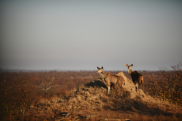 포토 JPG 해외이미지 동물 응시 공원 남자 얼굴 야생동물 밭 아프리카 자연 털 뿔 나선형 서기 성인 사람없음 파란색 맑음 게임 사파리 황소 영양 갈기 남쪽 경보 블러 전국 해외포토 시선 공공시설 나라 컬러 무늬 농업 모션 놀이 날씨 사람 신체부위 소 방향 생태계 파일형식 이미지허브