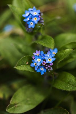 포토 JPG 해외이미지 식물 꽃잎 꽃 곤충 잎 밭 자연 날씨 사람없음 초록색 여름 파란색 컬러풀 햇빛 노란색 새싹 환경 보라색 봄 흰색 시골 개화 그룹 숲 서식지 내추럴 삼림지대 영원 해외포토 동물 계절 컬러 농업 태양 생태계 파일형식 이미지허브