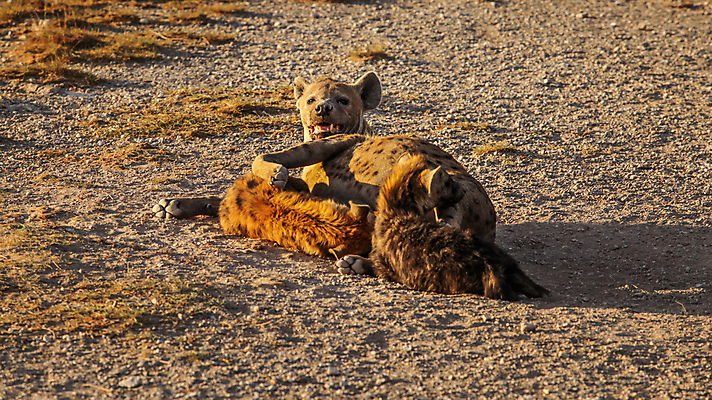 포토 JPG 해외이미지 동물 1 응시 공원 야생동물 새끼 백그라운드 포유류 아프리카 자연 엄마 휴식 털 풍경 사람없음 갈색 머리 쌓기 검은색 아기 점 입 황무지 저녁 위험 사파리 육식동물 지역 사냥꾼 케냐 서식지 내추럴 거짓말 동물상 땅바닥 마사이족 사바나 전국 해외포토 직업 시선 공공시설 나라 컬러 컨셉 가족 모션 바닥 사람 신체부위 조형물 야간 생태계 파일형식 이미지허브