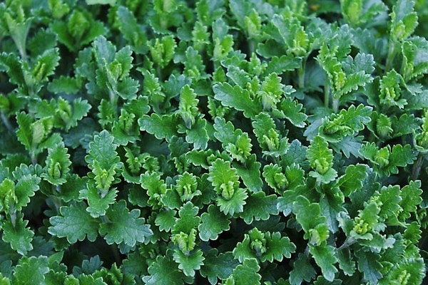 포토 JPG 해외이미지 식물 농업 자연 건강 사람없음 초록색 농장 정원 허브 향신료 매움 내추럴 해외포토 산업 컬러 맛 생태계 향미료 파일형식 이미지허브