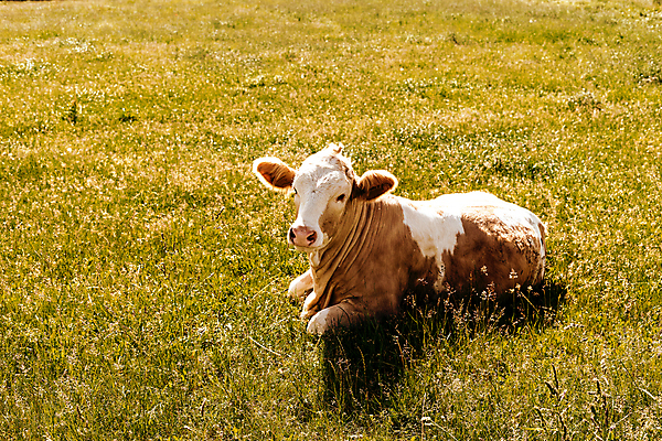 포토 JPG 해외이미지 동물 1 응시 여유 밭 농업 포유류 자연 앉기 풍경 사람없음 가로 초록색 여름 농장 농경지 쌓기 검은색 가축 봄 우유 흰색 시골 소 오스트리아 닫기 정리 위치 거짓말 방목장 밭일 해외포토 시선 계절 감정 유럽 산업 컬러 모션 유제품 생태계 파일형식 이미지허브