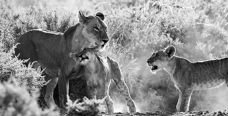 포토 JPG 해외이미지 주간 야생동물 새끼 가족 흑백 세마리 사람없음 야외 사자 육식동물 부비부비 암사자 애교 해외포토 자연요소 동물 포유류 관계 촬영기법 3 암컷 파일형식 이미지허브