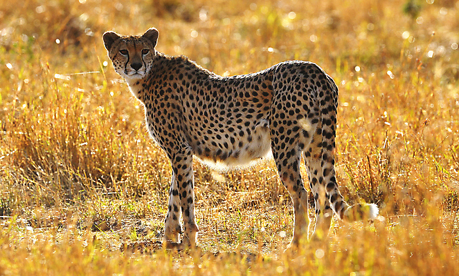 포토 JPG 해외이미지 주간 한마리 야생동물 사람없음 야외 아웃포커스 풀 뒤돌아보기 육식동물 치타 해외포토 자연요소 식물 동물 1 포유류 모션 촬영기법 파일형식 이미지허브