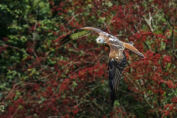 포토 JPG 해외이미지 나무 동물 유럽 야생동물 백그라운드 날개 자연 조류 영국 사람없음 야외 목재 가로 빨간색 여름 나뭇가지 시골 닫기 숲 큼 먹이 깃털 연 부리 독수리 육식동물 고립 동물상 삼림지대 해외포토 식물 계절 나라 컬러 재료 모션 조형물 놀이용품 크기 생태계 파일형식 이미지허브
