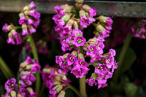 포토 JPG 해외이미지 식물 꽃 자연 풍경 사람없음 정원 봄 벚꽃 해외포토 계절 생태계 파일형식 이미지허브